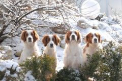 Amber, Birdy, Aaron und Sunny 2007