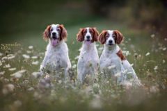 Amber, Dreamy und Birdy