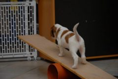 Duke auf der Wippe