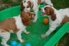 Chira, Chuma und Comtesse im Bälle/Wasserbad